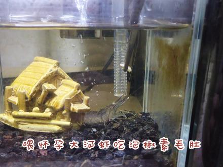 怀孕河虾蜕完壳相当虚弱,用泡椒素毛肚喂它,它会不会被辣到哭?#鱼缸里的大自然 #养鱼日记 #河虾