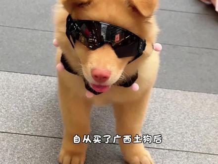 过赖!瓜豆… #土松 #土松犬