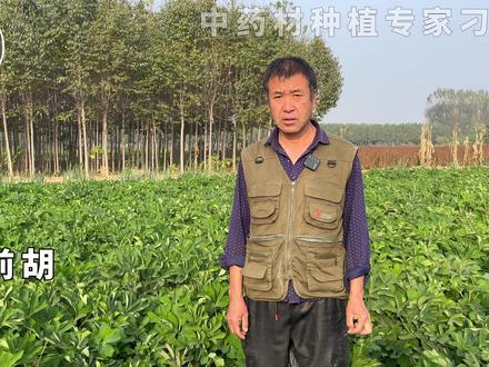 一年生中药材:前胡,亩产干货800斤左右,每亩效益2万元左右。 #前胡 #前胡种植 #农技推广 #土壤