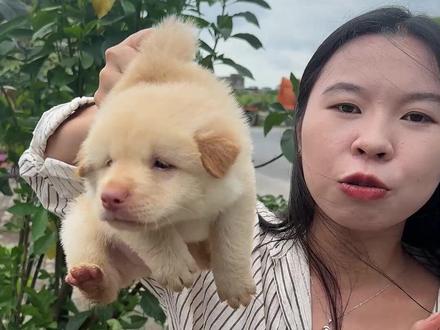 怎样才算是土松!#白土松#土松#土松犬