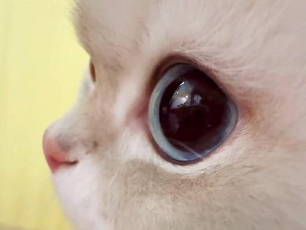 有没有敌人节? #情人节 #萌宠出道计划 #情人节怎么过 #抽象 #敌人