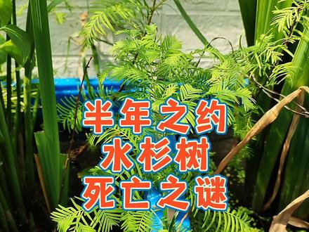 水杉在水中只能活6个月?半年之约,乌龟缸水杉树苗死亡之谜解析,水杉树栽种在乌龟缸水中死亡的原因,水中栽种水杉树苗,提高成活率的方法技巧,水中栽种水杉的方法技巧。#奇异动物召集令 #古法养龟 #古法养鱼 #生态养鱼 #生态缸