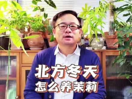 茉莉在北方冬天怎么养?注意5件事,最后一事特别关注 #植物 #绿植 #茉莉花 #家庭养花 #茉莉