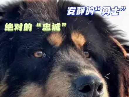 为什么城市少有忠犬?因为城市隔离了狗狗#狗狗 #蒙古犬 #獒犬 #大型犬 #忠犬 #狗 #狗狗的日常