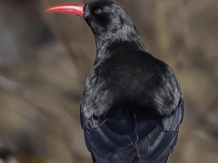 在海拔4000多米的高原拍摄到了嘴巴像小红辣椒的小鸟,非常的漂亮喜欢大家喜欢#户外 #抖音动物图鉴 #爱护大自然保护野生动物#野生动物零距离#红嘴山鸦
