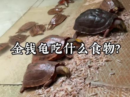 金钱龟适合吃什么食物?#金钱龟 #养龟日常 #龟宠