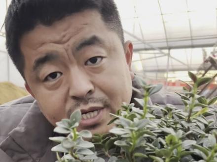 分享油画婚礼金鱼吊兰养护方法技巧 控水,夏季喷杀菌药,其他季节正常水肥,一个月左右一次水。#吊兰 #养花小知识 #油画婚礼吊兰 #金鱼吊兰 #绿植花卉