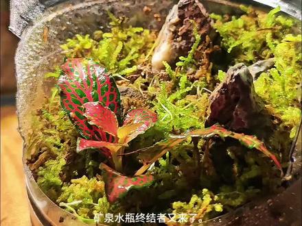 矿泉水瓶终结者,生态苔藓微景观教程#自制生态缸 #生态罐 #生态缸植物 #苔藓微景观 #微景观