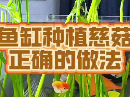 水培茨菇好处真多啊,既能吸收水里的有害物质,还能给小鱼提供躲避的空间,关键非常好看#水培茨菇 #鱼缸里的大自然 #水草造景 #鱼缸水培 #好物推荐🔥