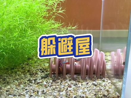 别看这个小东西不好看,其实它是个躲避屋,小鱼安全的家#躲避屋 #养鱼 @DOU+小助手