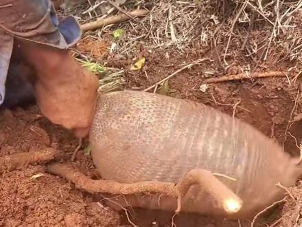 国外大哥在土洞里挖出来一只犰狳#户外