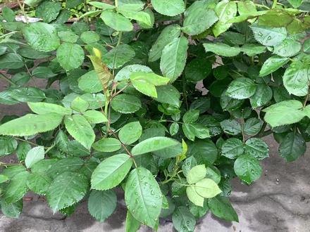 主根系弄断了,换盆后长势会影响吗?今年伊芙乙女心花量少啥原因 #月季养护