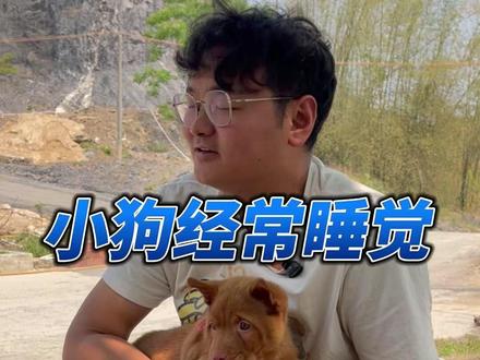 小狗狗喜欢睡觉是什么原因 #中华田园犬 #土狗