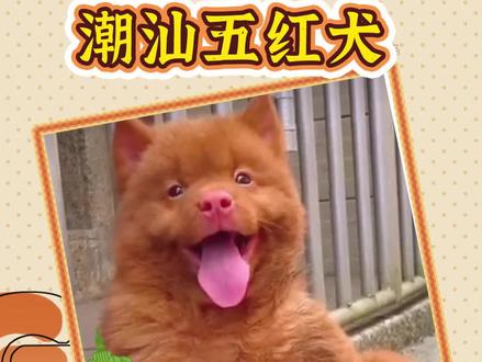 听说过潮汕五红犬吗?憨厚可爱,招财又旺家~ 5万一只你觉得贵吗?#五红犬对主人忠诚 #潮汕五红犬 #养狗经验分享 #养狗日常 #狗狗故事 #新手养狗攻略 @DOU+小助手