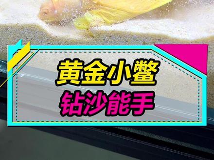 养只鳖吧,养一只会玩沙子的鳖~#水族