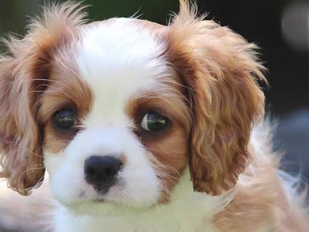 小狗为什么把食物藏起来