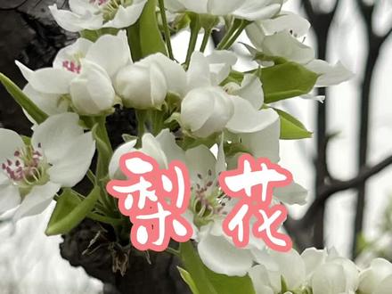 春风吹拂着你的脸,满眼的梨花洁白无瑕