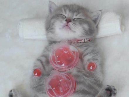 小猫咪湿气有点重呀,拔个火罐去去湿气#抖音动物图签