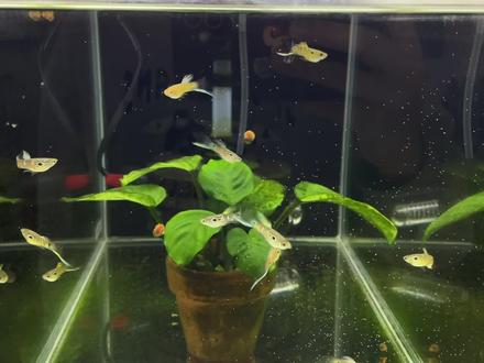 养孔雀鱼喂食的频率和多少会决定孔雀鱼生长的速度和粗壮程度。 #孔雀鱼 #观赏鱼 #热带鱼 #2022世界杯