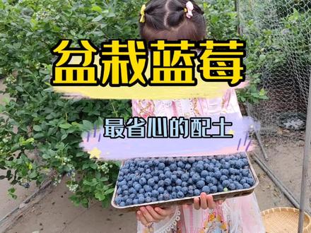 盆栽蓝莓最简单省心的配土方法,手把手教你给蓝莓换盆土#新农村计划2022 #农技知识分享 #种植 #三农 #蓝莓