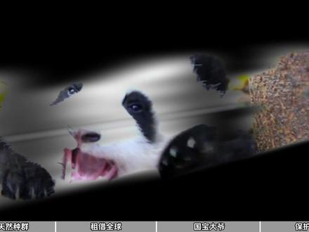 为啥全世界的大熊猫,都是中国的?租熊猫比养豪车还费钱! #全球创作者计划 #青年创作扶持计划 #时代的荣耀 #科普 #熊猫