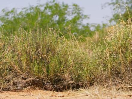 说唱科普,走鹃一天的快乐生活 #神奇动物早抖音 #动物说唱科普 #动物冷知识 #走鹃 #抖音合集升级计划