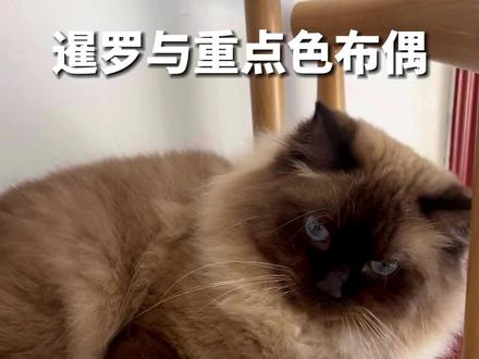 越看越觉得重点色跟暹罗猫太像了#会变黑的布偶 #暹罗与重点色布偶 #煤球 #猫咪的疑惑行为