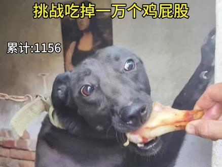 沉浸式体验狗子撸串第一视角!狗子今又是吃鸡屁股吃到爽的一天! #萌宠出道计划 #狗子成精了 #狗子的迷惑行为 #狗狗吃饭 #狗狗的心思都写在脸上了