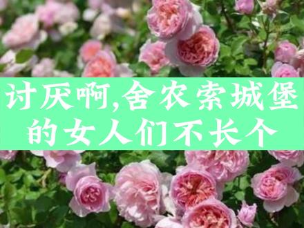 忍不住吐槽,实在无语舍农索城堡的女人们#月季 #藤本月季 #舍农索城堡的女人 #院子 #花园 #爱生活爱养花