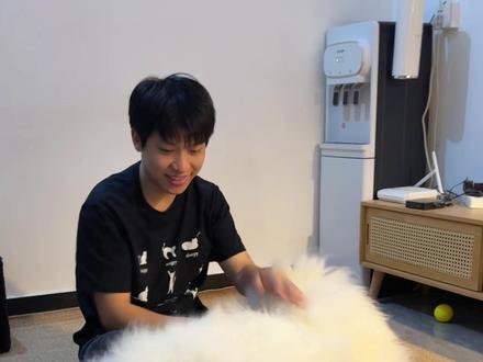在爱里长大的毛茸茸茶杯犬,是怎么样的? #萨摩耶#萨摩耶宝宝#这个世界上怎么能没有狗狗#纯福狗粮#狗粮推荐