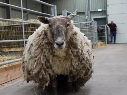 绵羊的毛为什么一点要剪.背后的秘密 #剃羊毛 #抖音看世界