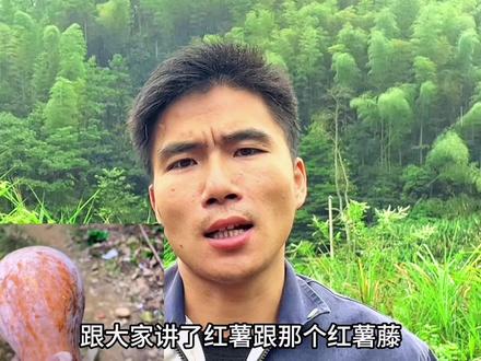 农村就地取材养猪,南瓜红薯都是不错的选择!#三农 #养猪人加油干 #养猪技术 #助力三农 #自繁自养