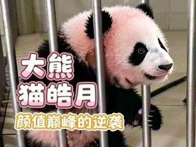 #dou上热门 在熊猫圈要论颜值巅峰,皓月无疑是当之无愧的王者。小时候被妈妈舔得浑身红彤彤的,没想到长大了逆袭了#国宝熊猫 #大熊猫 #大熊猫皓月 #大熊猫喜妹