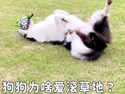 狗狗爱滚草地?是因为痒了吗?狗子的快乐有时候就那么简单!#狗狗 #狗狗心理学 #训犬 #科学养宠攻略 #狗狗行为心理