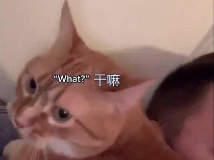 还记得那只会讲话要吃鸡肉的猫咪cooter吗?这次主人又发了一段与猫咪的对话,实在是太可爱了~#可爱#猫#吸猫