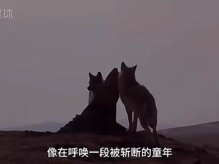 #格林 重返狼群后续来了,依然让人感动的潸然泪下,格林让整个家族都信任妈妈,感恩妈妈,怀念妈妈李唯漪,那份对狼群的责任,那份怀念,在格林的心中并存!这是别人剪辑好的我把上下篇组装起来,只希望跟我一样喜欢的人在重温一下故事的后续而已请别有恶意!#重返狼群背后的故事 #重返狼群 #格林