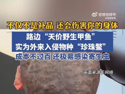 路边高价珍珠鳖可能引发内脏损伤! 不少人在街头遇到建筑工人模样打板的人,声称挖到“野生甲鱼”进行贩卖,要价800元一只。这种鳖基本都是原产自美国佛罗里达州的“珍珠鳖”,属于外来入侵物种,绝非滋补佳品!可能携带蛔虫、血吸虫,并富集农药、重金属等残留。食用后可能会引起内脏损伤等问题!(via.海报新闻)
