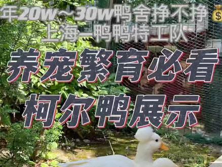 #萌宠 #柯尔鸭 #鸭子 #异宠 #宠物店 #宠物 #抖音宠物 #养宠 #萌宠出道计划 #家有萌宠 #萌宠vlog #萌宠 #白冠柯尔鸭 #鸭鸭特工队