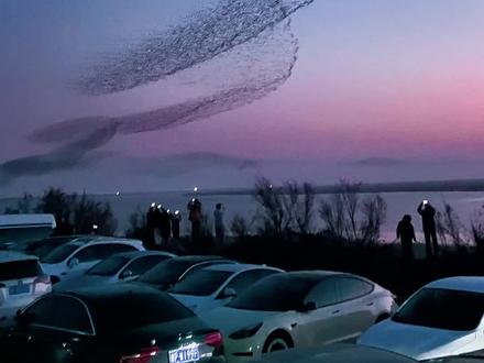 东营鸟浪攻略,北冥有鱼竟然是真的!#东营鸟浪 #北冥有鱼 #高成文旅 #东营观鸟住宿