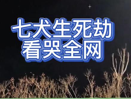 七犬生死劫与人性启示。它们走了17公里,不是为了逃,而是为了一起回家 ,不要低估我们回家的决心#动物救助#狗狗#七只狗狗17公里高速大逃亡#爱护动物尊重生命 #人类最忠诚的朋友