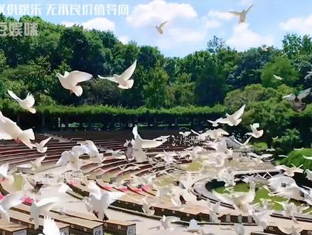 原来鸽子是有毒的!乌鸦才是祥瑞的代表 #鸽子 #细菌 #身体健康 #乌鸦 #肺炎 #保命知识 #娱乐评论大赏