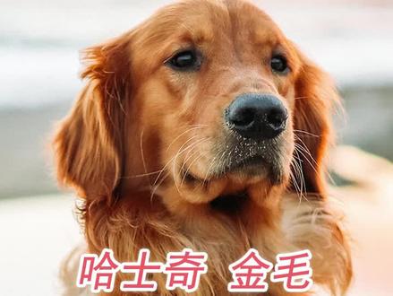 哈士奇、金毛、拉布拉多打架哪个厉害?#萌宠 #家有萌宠 #狗狗 #萌宠出道计划 @抖音小助手