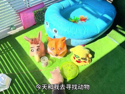 寻找兔子、红尾鲶鱼、锦鲤等动物