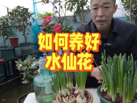养花老胡教你如何在家养好水仙花 #水培 #养花小知识 #种植小技巧 #家庭养花达人 #绿植花卉 #种花 #花卉养护