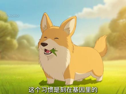 狗子出门疯狂啃草不是卖萌,是基因里刻下的生存本能! #养狗日常 #狗狗异常行为 #狗狗吃草 #犬用麦草