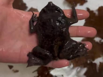 丑八怪🧌咿呀咿呀 负子蟾,蛙圈丑出名的一种水蟾蜍,产仔的方式是靠背部来孵化蛙卵并带成型小蛙而成为蛙圈的一股独流,受到许多蛙友的友又厌又爱,#爬宠 #异宠 #爬行动物 #负子蟾 #负子蟾蜍