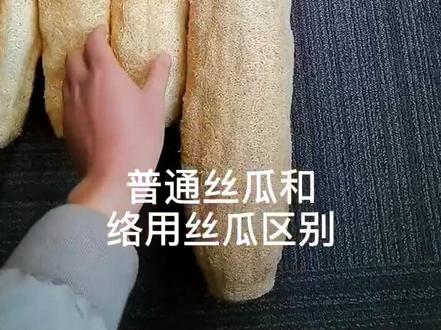 普通和络用丝瓜络区别#丝瓜络 #农产品深加工