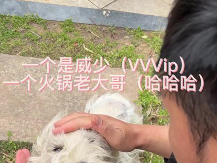 常威和哈哈,火锅是一个不能得罪 常威好了带你美容,哈哈下次来吃罐罐哦#小狗狗能有什么坏心思 #团宠 #西高地白梗 #萨摩耶