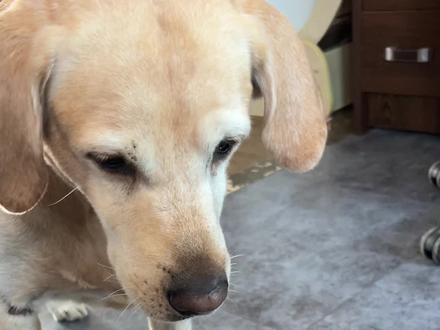 第一次做干净又卫生的狗粮~