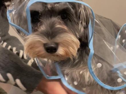 下雪天的正确遛狗方式 #雪纳瑞 #雪地里撒欢